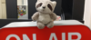 Raccoon on Air