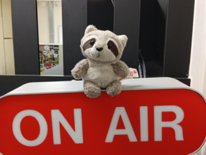 Raccoon on Air